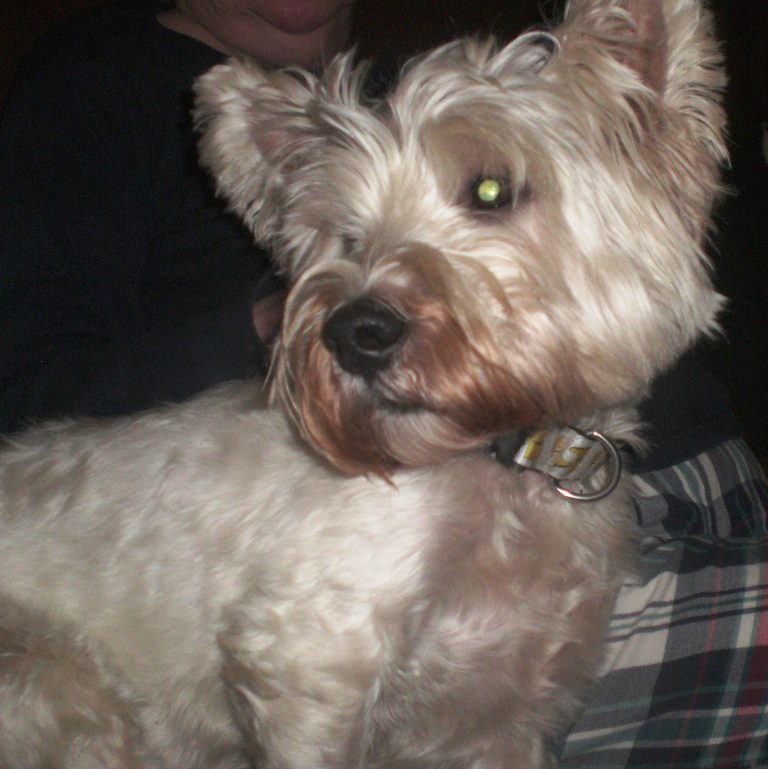 Barney adopted