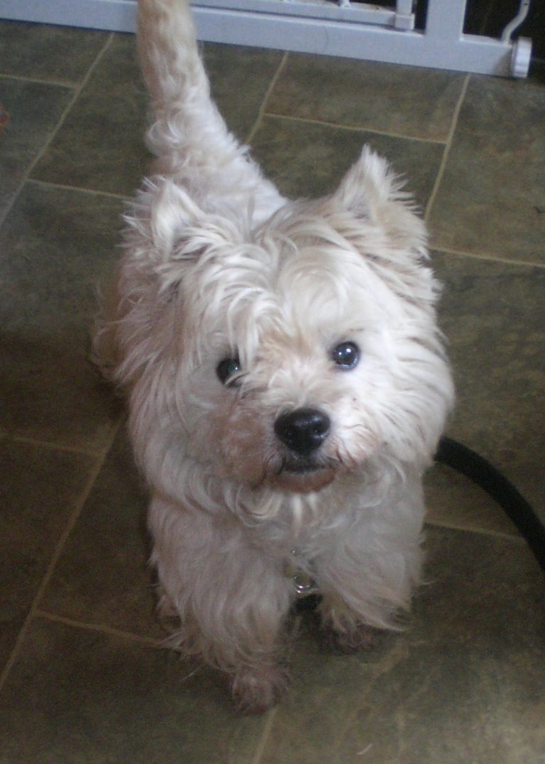 Pebbles adopted