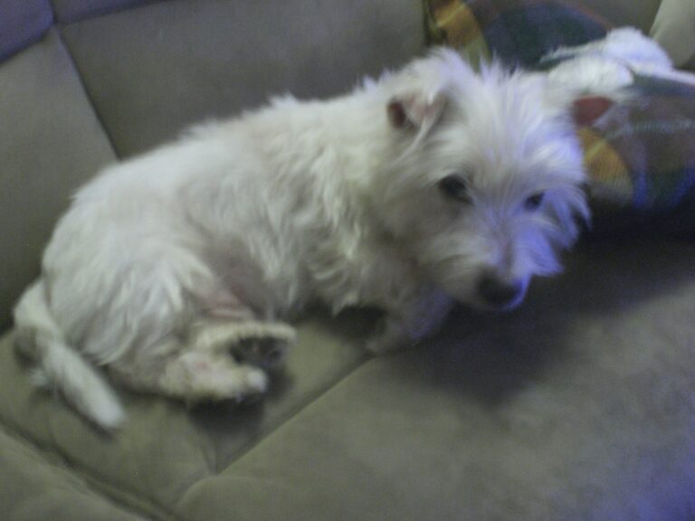 Tommy – Adopted