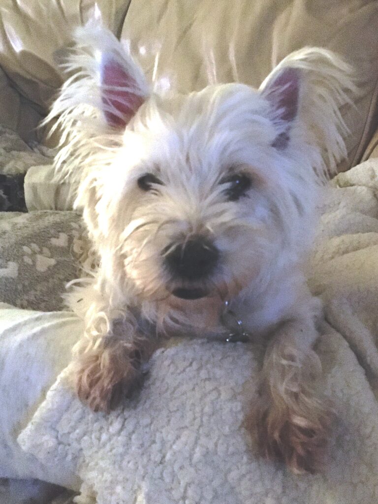 Renee – Adopted