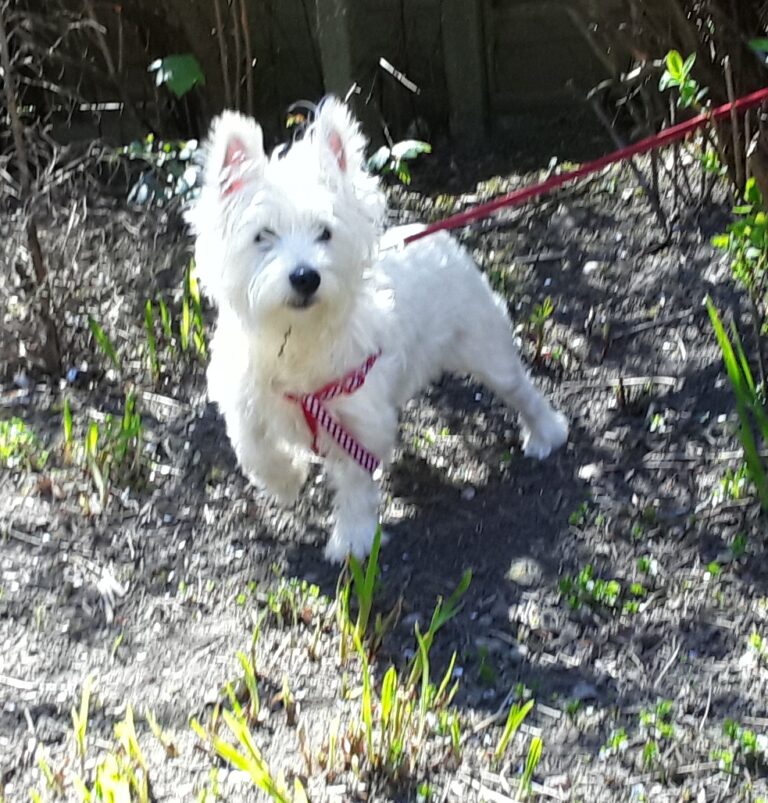 Lola – Adopted