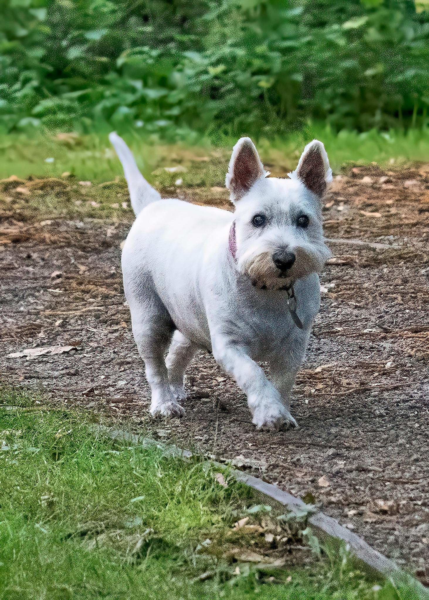 A cute Westie dog walking on a grassy path in a park.