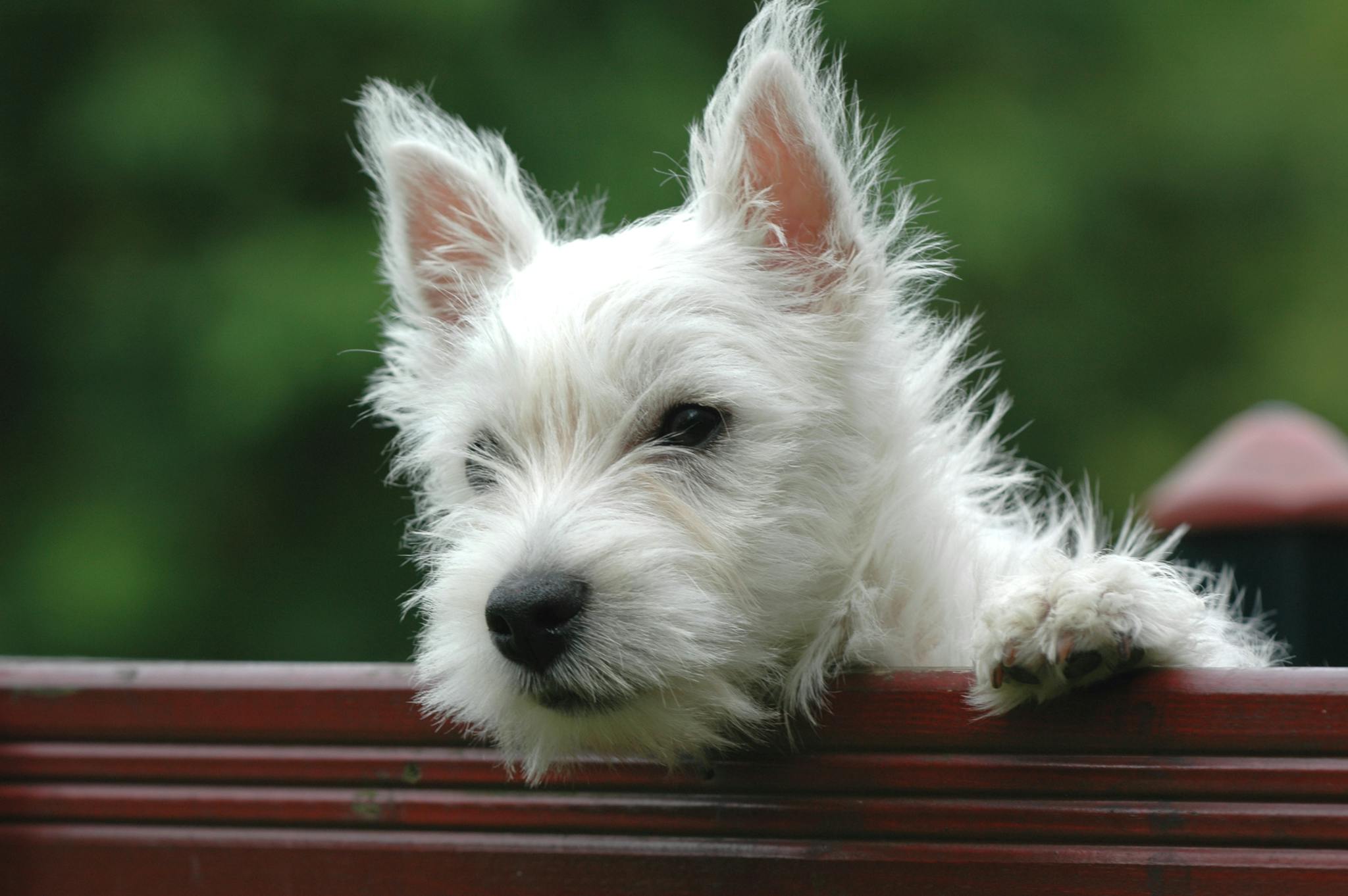 Charming West Highland White Terrier puppy looking over a fence in Brugge, Belgium.
