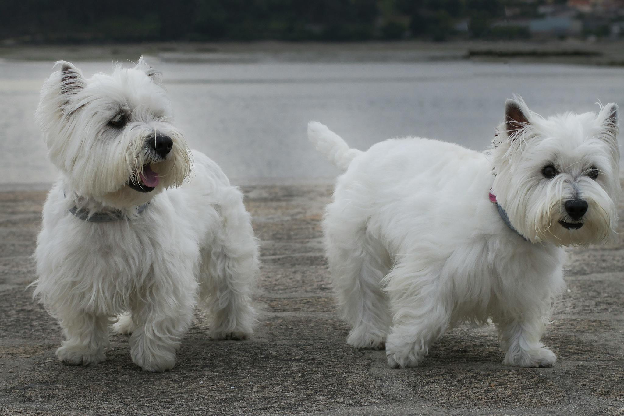Two adorable West Highland White Terriers enjoying a walk by the water.